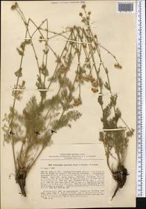 Tanacetopsis mucronata (Regel & Schmalh.) Kovalevsk., Middle Asia, Pamir & Pamiro-Alai (M2) (Uzbekistan)