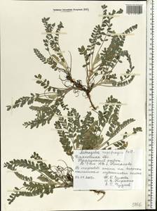 Astragalus rupifragus Pall., Eastern Europe, Middle Volga region (E8) (Russia)