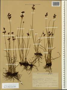 Juncus atratus Krock., Caucasus, Krasnodar Krai & Adygea (K1a) (Russia)