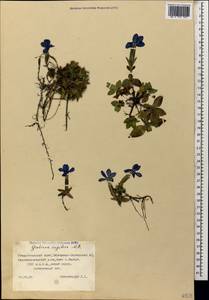 Gentiana verna subsp. pontica (Soltok.) Hayek, Caucasus, Stavropol Krai, Karachay-Cherkessia & Kabardino-Balkaria (K1b) (Russia)