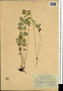 Sanguisorba officinalis L., Mongolia (MONG) (Mongolia)