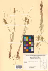 Carex neurocarpa Maxim., Siberia, Russian Far East (S6) (Russia)