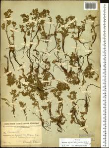 Potentilla supina subsp. paradoxa (Nutt. ex Torr. & A. Gray) Soják, Siberia, Baikal & Transbaikal region (S4) (Russia)