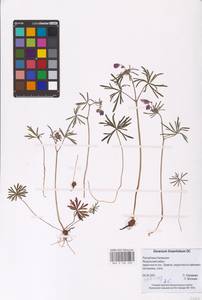 Geranium linearilobum DC., Eastern Europe, Lower Volga region (E9) (Russia)