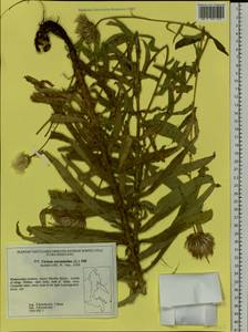 Cirsium serratuloides (L.) Hill, Siberia, Russian Far East (S6) (Russia)