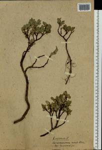 Salix myrsinites L., Eastern Europe, Northern region (E1) (Russia)