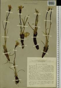 Takhtajaniantha austriaca (Willd.) Zaika, Sukhor. & N. Kilian, Siberia, Baikal & Transbaikal region (S4) (Russia)