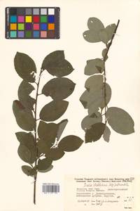 Salix abscondita Laksch., Siberia, Russian Far East (S6) (Russia)