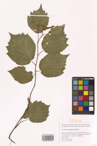 Corylus sieboldiana var. mandshurica (Maxim.) C.K.Schneid., Siberia, Russian Far East (S6) (Russia)
