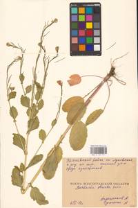 Barbarea stricta Andrz., Eastern Europe, Lower Volga region (E9) (Russia)