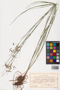 Luzula luzuloides (Lam.) Dandy & E.Willm., Eastern Europe, Western region (E3) (Russia)