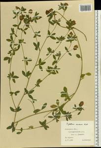 Trifolium aureum Pollich, Eastern Europe, West Ukrainian region (E13) (Ukraine)