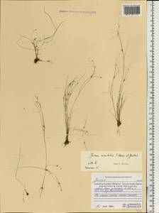 Juncus minutulus (Albert & Jahand.) Prain, Eastern Europe, Northern region (E1) (Russia)