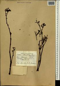 Cissus cornifolia (Baker) Planch., Africa (AFR) (Mali)