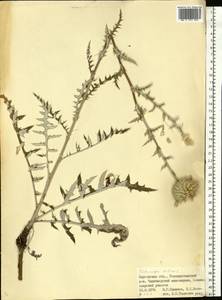Echinops ritro subsp. ruthenicus (M. Bieb.) Nyman, Eastern Europe, South Ukrainian region (E12) (Ukraine)