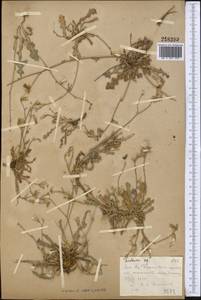 Launaea procumbens (Roxb.) Amin, Middle Asia, Syr-Darian deserts & Kyzylkum (M7)