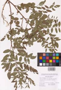 Glycyrrhiza glabra L., Eastern Europe, Lower Volga region (E9) (Russia)