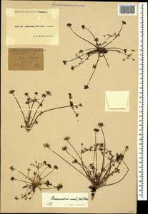 Chamaesciadium acaule (M. Bieb.) Boiss., Caucasus, Krasnodar Krai & Adygea (K1a) (Russia)