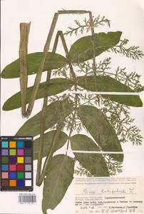 Sium latifolium L., Eastern Europe, Lower Volga region (E9) (Russia)