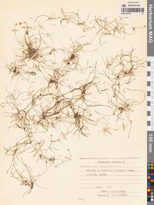 Ranunculus reptans L., Siberia, Chukotka & Kamchatka (S7) (Russia)