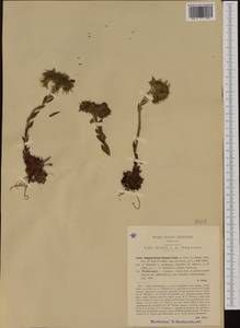 Sempervivum ×rupicola A. Kern., Western Europe (EUR) (Italy)