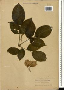 Staphylea colchica Stev., Caucasus, Abkhazia (K4a) (Abkhazia)