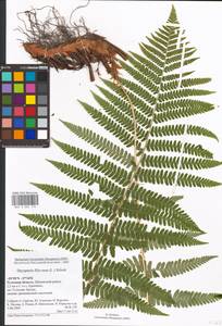 Dryopteris filix-mas (L.) Schott, Eastern Europe, Central region (E4) (Russia)