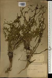 Pimpinella, South Asia, South Asia (Asia outside ex-Soviet states and Mongolia) (ASIA) (Iran)