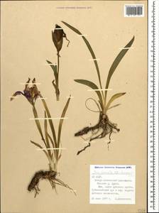Iris aphylla L., Caucasus, North Ossetia, Ingushetia & Chechnya (K1c) (Russia)