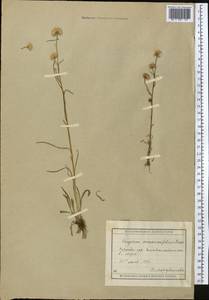 Erigeron lonchophyllus Hook., Middle Asia, Muyunkumy, Balkhash & Betpak-Dala (M9) (Kazakhstan)