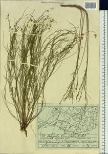 Polygala tenuifolia Willd., Siberia, Russian Far East (S6) (Russia)