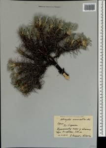 Astragalus arnacantha M. Bieb., Crimea (KRYM) (Russia)