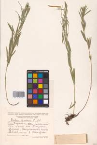 Lathyrus pallescens (M.Bieb.) K.Koch, Eastern Europe, Middle Volga region (E8) (Russia)