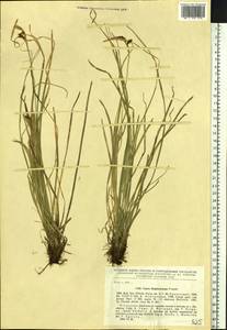 Carex blepharicarpa Franch., Siberia, Russian Far East (S6) (Russia)