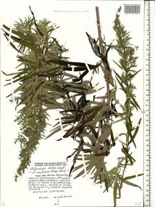 Artemisia dubia Wall. ex Besser, Eastern Europe, Moscow region (E4a) (Russia)