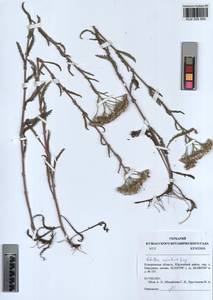 Achillea asiatica Serg., Siberia, Altai & Sayany Mountains (S2) (Russia)