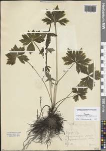 Trollius europaeus L., Eastern Europe, Moscow region (E4a) (Russia)