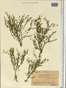 Polygala sibirica L., Eastern Europe, North Ukrainian region (E11) (Ukraine)