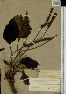 Plantago maxima Juss. ex Jacq., Eastern Europe, Lower Volga region (E9) (Russia)