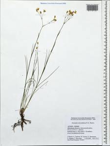 Eremogone saxatilis (L.) Ikonn., Eastern Europe, Central forest-and-steppe region (E6) (Russia)