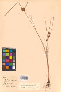 Cyperus glomeratus L., Siberia, Russian Far East (S6) (Russia)