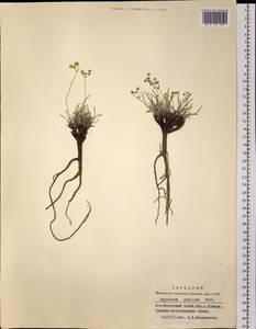 Bupleurum pusillum Krylov, Siberia, Altai & Sayany Mountains (S2) (Russia)