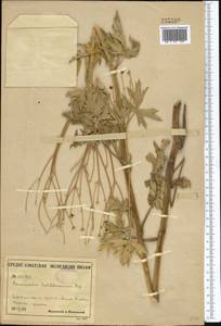 Ranunculus sericeus Banks & Sol., Middle Asia, Pamir & Pamiro-Alai (M2) (Uzbekistan)