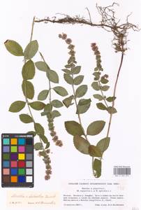 Mentha × dalmatica Tausch, Eastern Europe, Moscow region (E4a) (Russia)