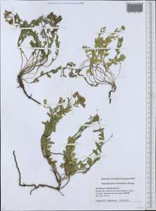 Haplophyllum versicolor subsp. versicolor, Middle Asia, Caspian Ustyurt & Northern Aralia (M8) (Kazakhstan)
