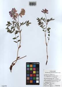 KUZ 001 313, Hedysarum neglectum Ledeb., Siberia, Altai & Sayany Mountains (S2) (Russia)