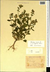 Stachys annua (L.) L., Crimea (KRYM) (Russia)