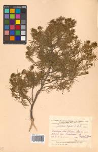 Juniperus rigida Siebold & Zucc., Siberia, Russian Far East (S6) (Russia)