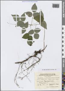 Hylodesmum podocarpum subsp. oxyphyllum (DC.) H.Ohashi & R.R.Mill, Siberia, Russian Far East (S6) (Russia)