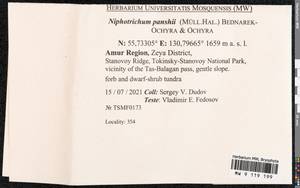 Niphotrichum panschii (Müll. Hal.) Bedn.-Ochyra & Ochyra, Bryophytes, Bryophytes - Russian Far East (excl. Chukotka & Kamchatka) (B20) (Russia)